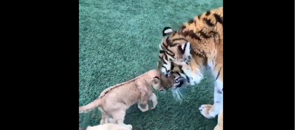 Tiger, lion, and dog - Sputnik International