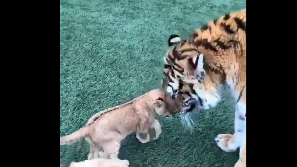 Tiger, lion, and dog - Sputnik International