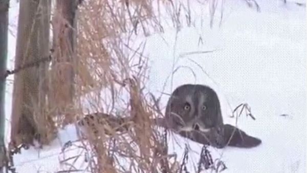 Owl Dives Headfirst in the Snow - Sputnik International