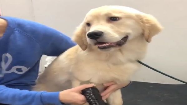 Dog hairdryer - Sputnik International