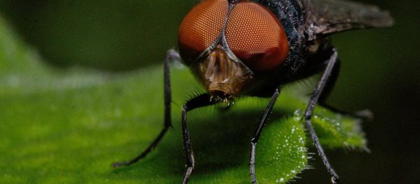 Fly - Sputnik International