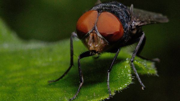 Fly - Sputnik International
