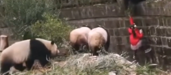 Girls Fell Into an Enclosure with Pandas - Sputnik International