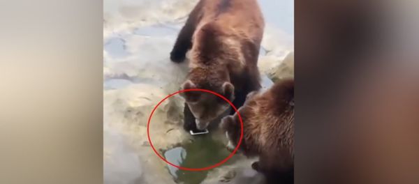 Embarrassed! Man accidentally throws iPhone to bears at a zoo - Sputnik International