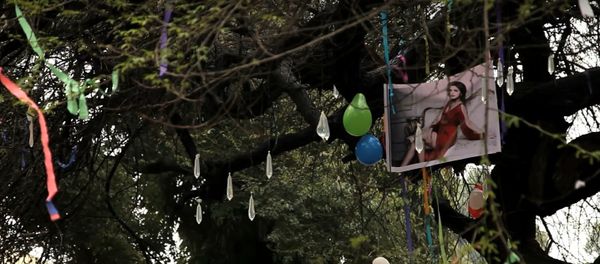 Virgin tree at Hindu College: Delhi college students pray to lose virginity here - Sputnik International
