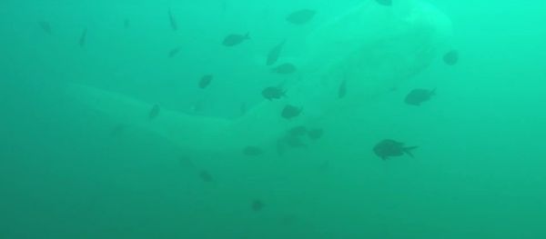 Sea creature mystery: Diver encounters 30-foot pyrosome - Sputnik International