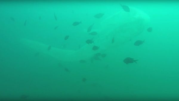 Sea creature mystery: Diver encounters 30-foot pyrosome Sea creature mystery: Diver encounters 30-foot pyrosome - Sputnik International