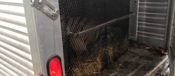 Houston officials alerted to abandoned tiger by anonymous tipster who initially entered deserted home to smoke marijuana Houston officials alerted to abandoned tiger by anonymous tipster who initially entered deserted home to smoke marijuana - Sputnik International