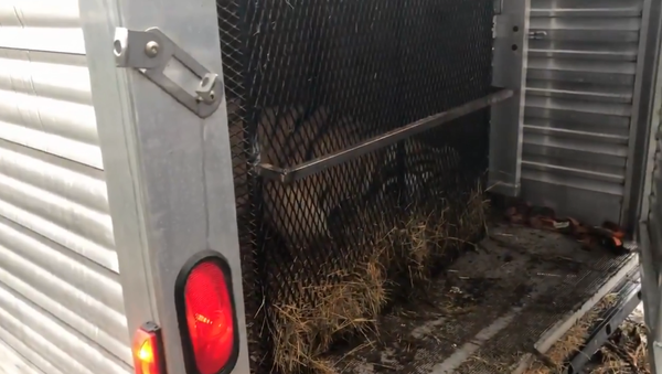 Houston officials alerted to abandoned tiger by anonymous tipster who initially entered deserted home to smoke marijuana - Sputnik International