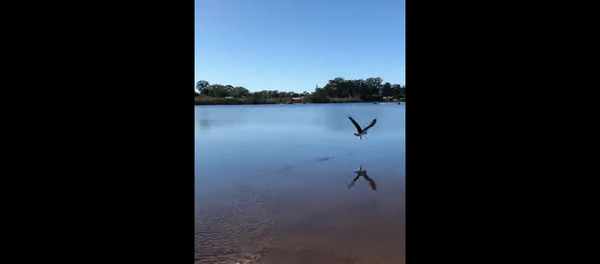 Waste Not, Want Not: Australian Eagle Scoops Up Released Fish Waste Not, Want Not: Australian Eagle Scoops Up Released Fish - Sputnik International
