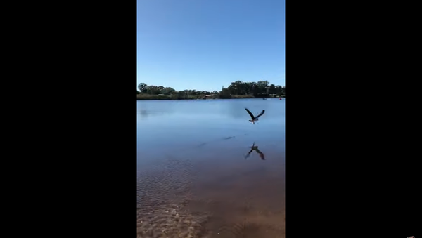 Waste Not, Want Not: Australian Eagle Scoops Up Released Fish - Sputnik International