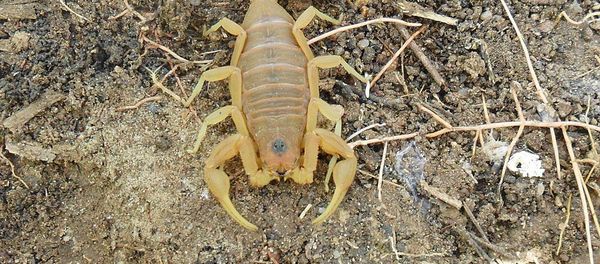 Brazilian yellow scorpion - Sputnik International