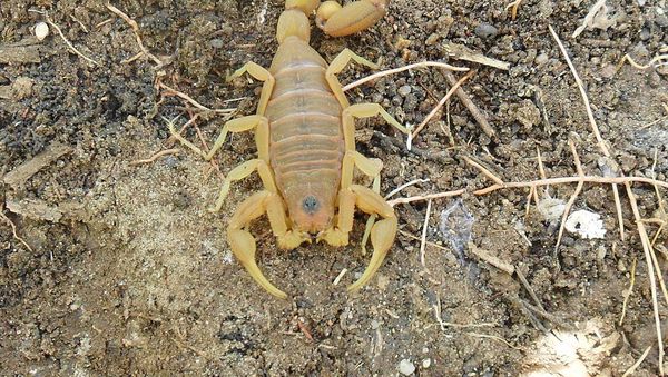 Brazilian yellow scorpion - Sputnik International