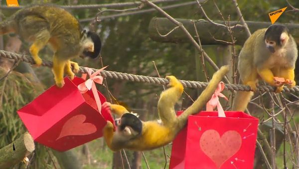 UK: Monkeys Get Valentine's Day Treats at Dunstable Zoo - Sputnik International