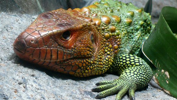 Caiman lizard - Sputnik International