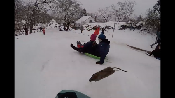 Rats! Sledder Has Unexpected Encounter in Snowy British Columbia - Sputnik International