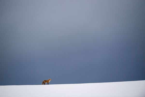 A Fox on a Snow-covered Field in Germany - Sputnik International