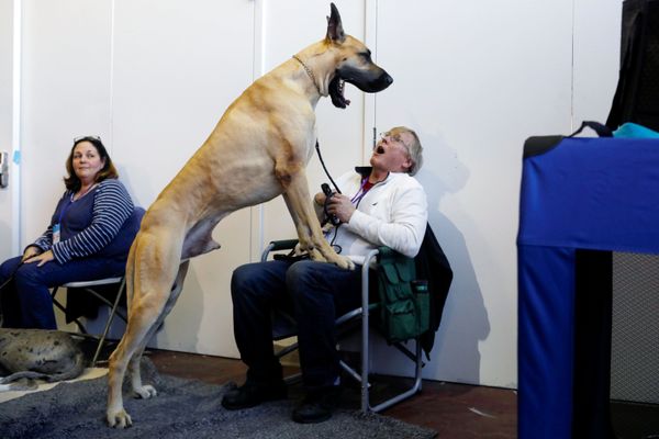A Dog Yawns Standing on its Hind Legs During the Meet the Breeds Event in New York - Sputnik International