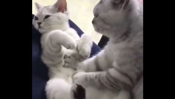 Cats Massage - Sputnik International