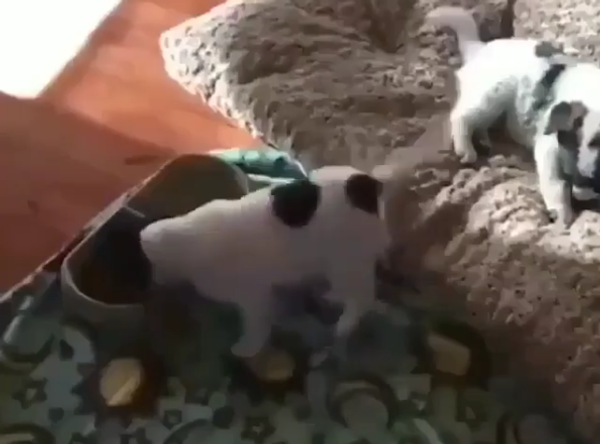 Happy Pup Dances - Sputnik International