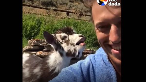 Kids Say the Darndest Things! Young Goat Converses With Owner - Sputnik International