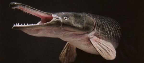 Alligator gar - Sputnik International