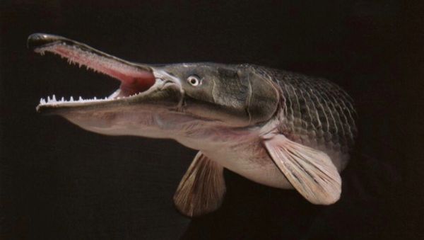 Alligator gar - Sputnik International