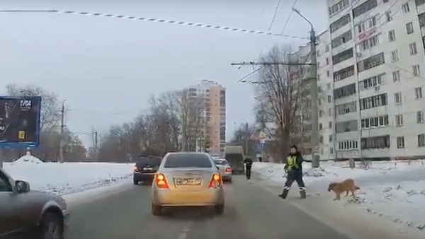 Traffic cop helps dog cross road in Chelyabinsk. Traffic cop helps dog cross road in Chelyabinsk. - Sputnik International