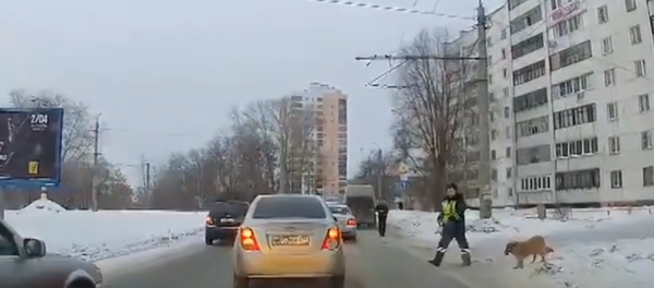 Traffic cop helps dog cross road in Chelyabinsk. Traffic cop helps dog cross road in Chelyabinsk. - Sputnik International