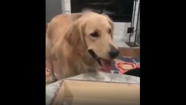Roll ‘Em, Retriever! Golden Pooch Joins in on Family Game Night - Sputnik International