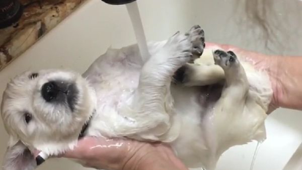 Puppy Bath - Sputnik International