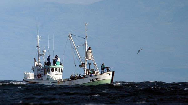 The whaling boat 'Njordur', prepares to fire a harpoon at a minke whale, Friday, Aug. 22, 2003 in the Atlantic Ocean off the west coast of Iceland. The Icelandic government has given permission for 38 whales to be caught for scientific reasons within the next two months. The whaling boat 'Njordur', prepares to fire a harpoon at a minke whale, Friday, Aug. 22, 2003 in the Atlantic Ocean off the west coast of Iceland. The Icelandic government has given permission for 38 whales to be caught for scientific reasons within the next two months. - Sputnik International