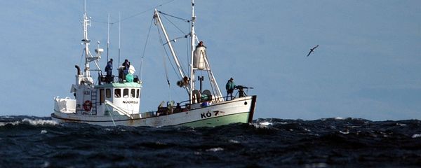 The whaling boat 'Njordur', prepares to fire a harpoon at a minke whale, Friday, Aug. 22, 2003 in the Atlantic Ocean off the west coast of Iceland. The Icelandic government has given permission for 38 whales to be caught for scientific reasons within the next two months. The whaling boat 'Njordur', prepares to fire a harpoon at a minke whale, Friday, Aug. 22, 2003 in the Atlantic Ocean off the west coast of Iceland. The Icelandic government has given permission for 38 whales to be caught for scientific reasons within the next two months. - Sputnik International