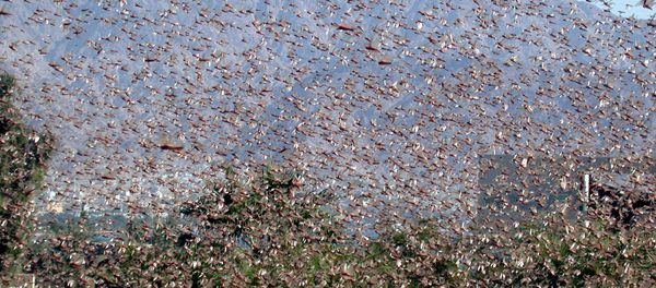 A swarm of locust is seen in the southern Israeli city of Eilat, in the Red Sea, Sunday Nov. 21, 2004. - Sputnik International