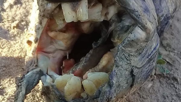 Strange Fish With Human Teeth - Sputnik International