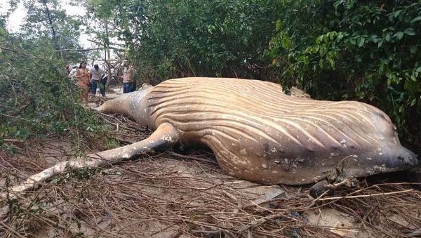 dead whale in found in jungles dead whale in found in jungles - Sputnik International