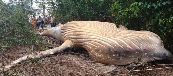dead whale in found in jungles - Sputnik International