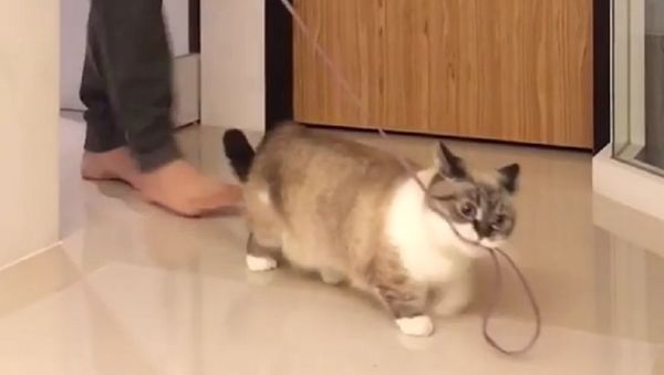 Cat - Sputnik International
