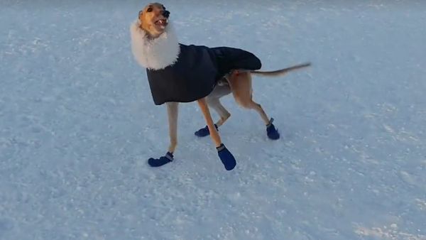 Wow Aspen is very excited - Sputnik International
