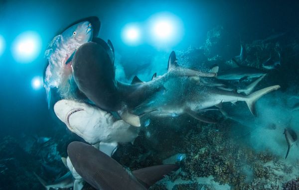 Under the Sea: Underwater Photographer of the Year 2019 Under the Sea: Underwater Photographer of the Year 2019 - Sputnik International