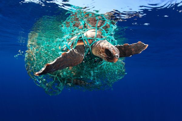 Under the Sea: Underwater Photographer of the Year 2019 Under the Sea: Underwater Photographer of the Year 2019 - Sputnik International