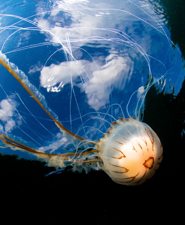 Under the Sea: Underwater Photographer of the Year 2019 Under the Sea: Underwater Photographer of the Year 2019 - Sputnik International