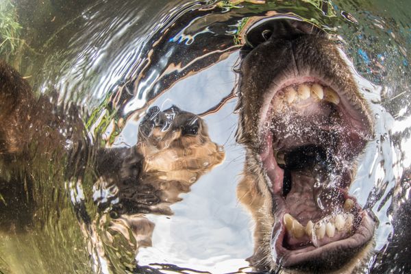 Under the Sea: Underwater Photographer of the Year 2019 Under the Sea: Underwater Photographer of the Year 2019 - Sputnik International