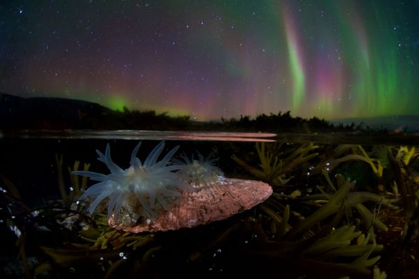 Under the Sea: Underwater Photographer of the Year 2019 Under the Sea: Underwater Photographer of the Year 2019 - Sputnik International