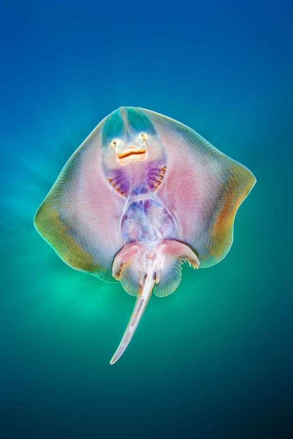 Under the Sea: Underwater Photographer of the Year 2019 Under the Sea: Underwater Photographer of the Year 2019 - Sputnik International