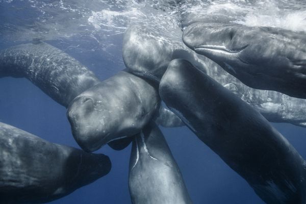 Under the Sea: Underwater Photographer of the Year 2019 Under the Sea: Underwater Photographer of the Year 2019 - Sputnik International