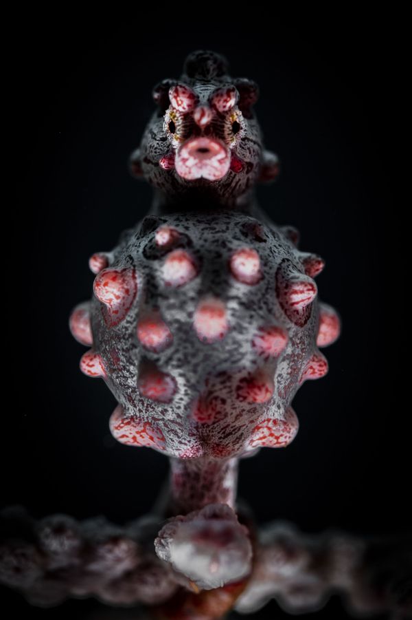 Under the Sea: Underwater Photographer of the Year 2019 Under the Sea: Underwater Photographer of the Year 2019 - Sputnik International
