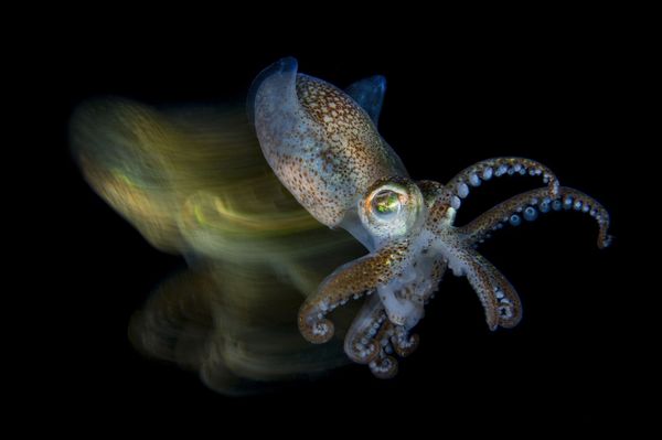 Under the Sea: Underwater Photographer of the Year 2019 Under the Sea: Underwater Photographer of the Year 2019 - Sputnik International