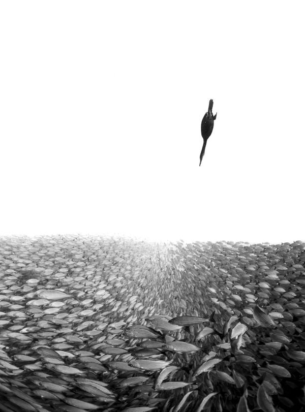 Under the Sea: Underwater Photographer of the Year 2019 Under the Sea: Underwater Photographer of the Year 2019 - Sputnik International