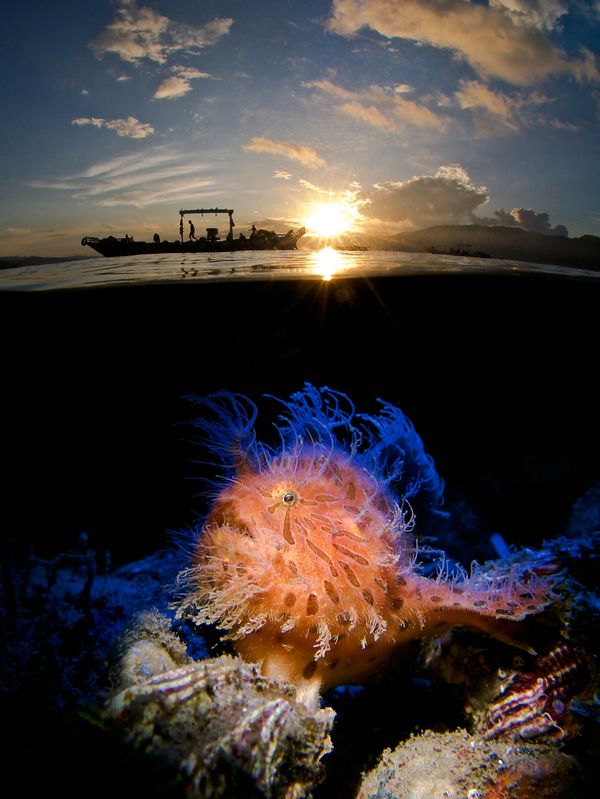 Under the Sea: Underwater Photographer of the Year 2019 Under the Sea: Underwater Photographer of the Year 2019 - Sputnik International
